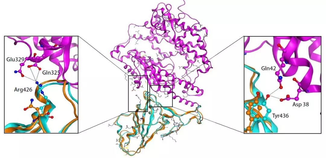 北大团队重磅发现：常用药氨溴索【沐舒坦】或可治疗武汉新冠肺炎
